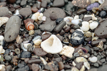 colored stones shells and seaweed on the shore