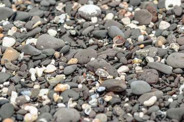 colored stones shells and seaweed on the shore