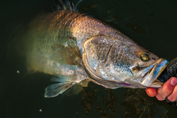 Barramundi ready for release