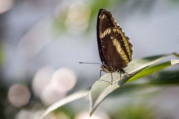 Butterfly on green leaf.