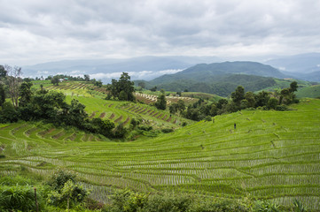 Obraz premium Beautiful rice terraces at Ban Pa Pong Pieng, Mae chaem, Chaing