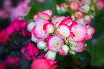 Pink flower with soft background.