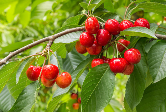 closeup of organic ripe cherries on tree in cherry orchard