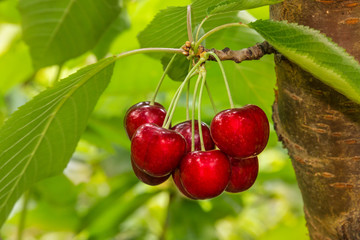cluster of ripe cherries on cherry tree