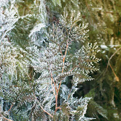 White cedar background. Closeup of white cedar brunch covered with hoar frost. Green leaf texture. Tiny green leaves background. Evergreen thuja tree with fresh snow. Winter natural background.