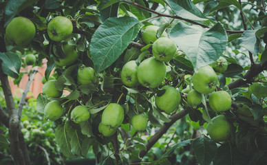 Деревенская яблоня в весеннем саду
