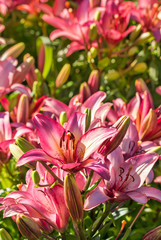 pink lilies in bloom growing in garden