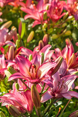 Obraz premium pink lilies in bloom growing in garden