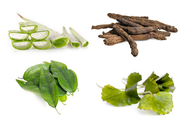 Aloe vera plant, stargrass root, centella leaf, and Tiliacora tr
