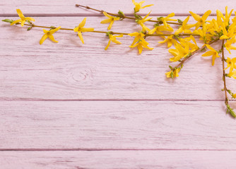 Spring yellow flowers on old pink wooden background