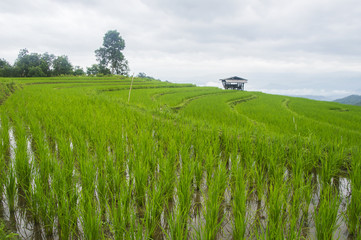 Beautiful rice terraces at Ban Pa Pong Pieng, Mae chaem, Chaing