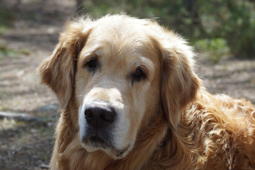 Close-up of a dog breed golden retriever head, looking at the camera, and on background blurred earth