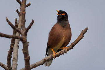 Common myna singing on the tree
