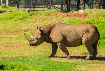 Fototapeta premium Rhinoceros