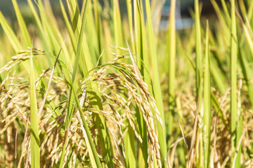 Paddy rice field close up grain seed at north Thailand.