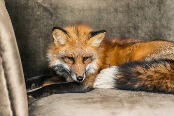 red fox indoor
