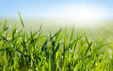 Fototapeta premium eine Wiese im Frühling mit Morgentau und den Strahlen der aufgehenden Sonne