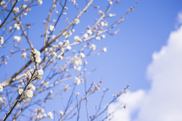 白い梅の花　八重