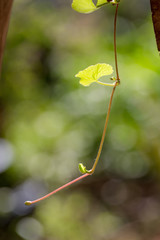 Gotu kola, Asiatic pennywort, Indian pennywort on green background