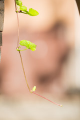 Gotu kola, Asiatic pennywort, Indian pennywort 