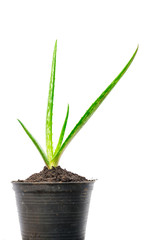 Aloe vera plant on white background