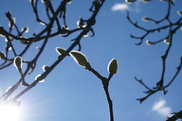 Bud of Magnolia quinquepeta or Magnolia liliiflora