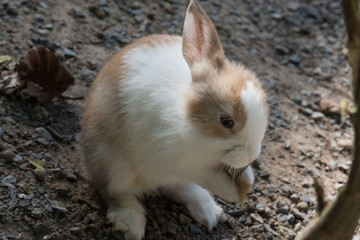 White Rabbit