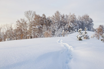 Path trail in winter bright white frozen birch trees forest taiga in snow Altai Mountains, Siberia, Russia