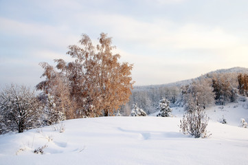 Fototapeta premium Winter sunset snow field with illuminated birch tree on the background of forest hills on top of mountain