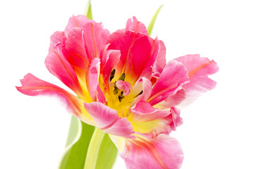 red tulip on white background