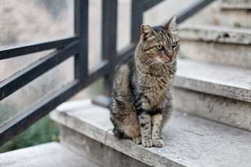 Beautiful street cat sitting