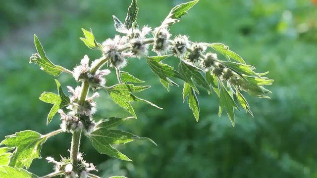 Motherwort (Leonurus cardiac) grows on roadsides like weeds. It is used in alternative medicine.