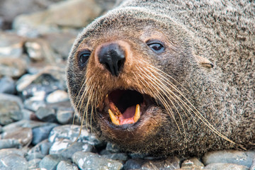 Angry Seal