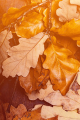..Abstract background with  autumn leaves. Yellow Fallen autumn