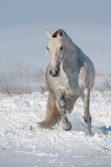 Fototapeta na wymiar Grey horse run in snow field