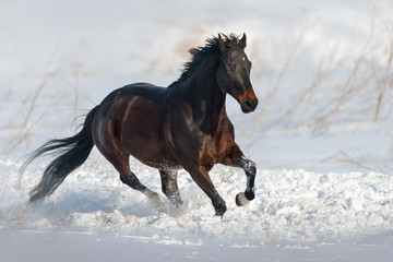 Fototapeta premium Zatoka koń biegać galop w śniegu