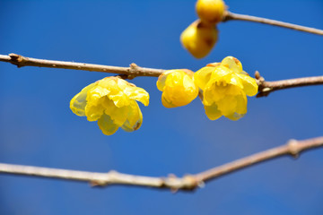 早春のロウバイの花咲く
