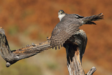 Adult  female of Eurasian sparrowhawk hunting a dove . 