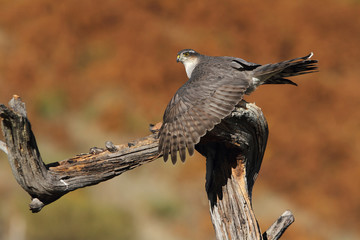 Adult  female of Eurasian sparrowhawk hunting a dove . 