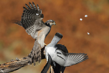 Adult  female of Eurasian sparrowhawk hunting a dove . 