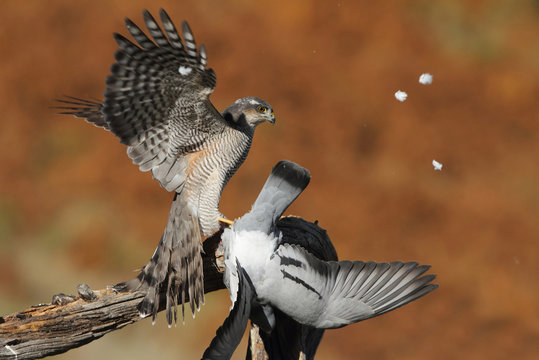 Adult  female of Eurasian sparrowhawk hunting a dove . 