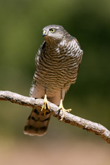 Young female of Eurasian sparrowhawk. Accipiter nisus