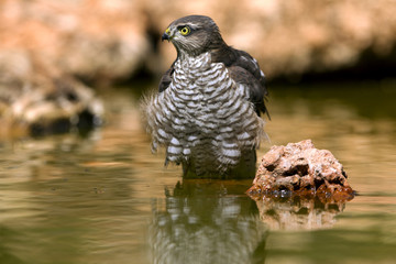 Young male of Eurasian sparrowhawk drinking and bathing in a water hole in summer. Accipiter nisus