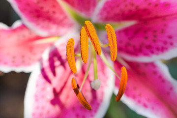 Lilly flower