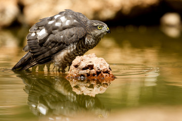 Young male of Eurasian sparrowhawk drinking and bathing in a water hole in summer. Accipiter nisus