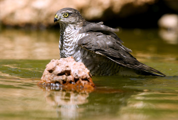 Young male of Eurasian sparrowhawk drinking and bathing in a water hole in summer. Accipiter nisus