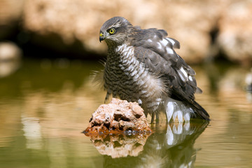 Adult  female of Eurasian sparrowhawk hunting a dove . 