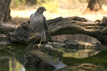 Adult  female of Eurasian sparrowhawk drinkin in a river in summer . Accipiter nisus