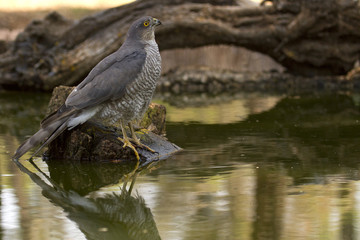 Young female of Eurasian sparrowhawk. Accipiter nisus