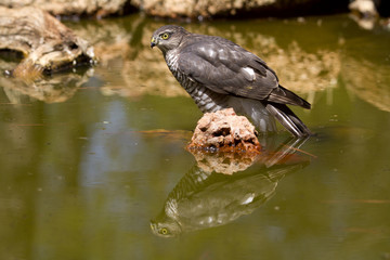 Young male of Eurasian sparrowhawk drinking and bathing in a water hole in summer. Accipiter nisus